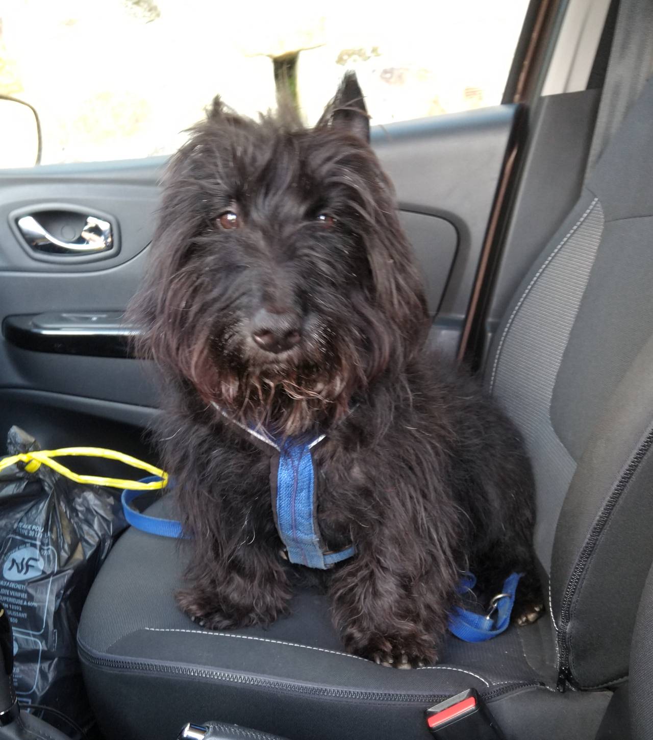 Neachdainn on the car seat. He is wearing his halter.