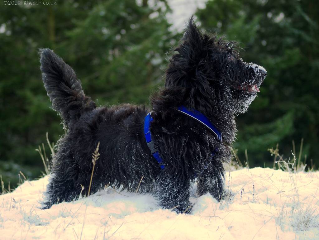 Neachdainn posing in the snow